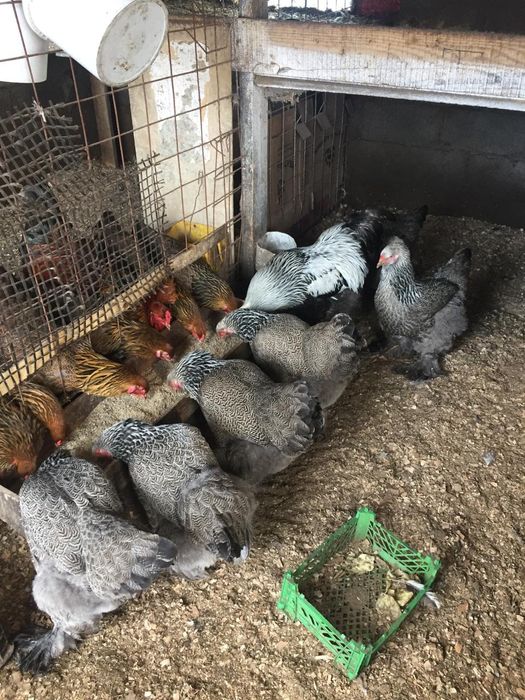 Чистопордные циплята Брама