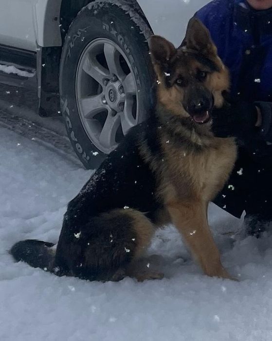 Күшік сатылады Неміс