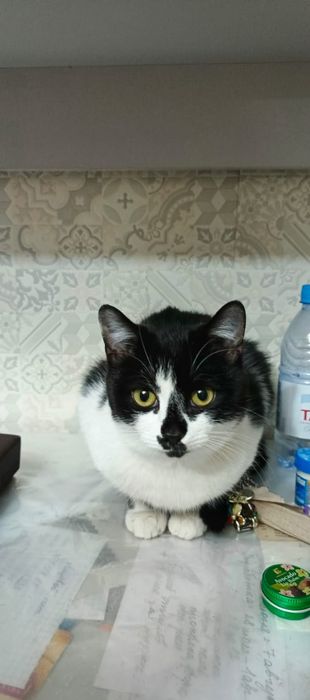 Стерилизованная кошечка