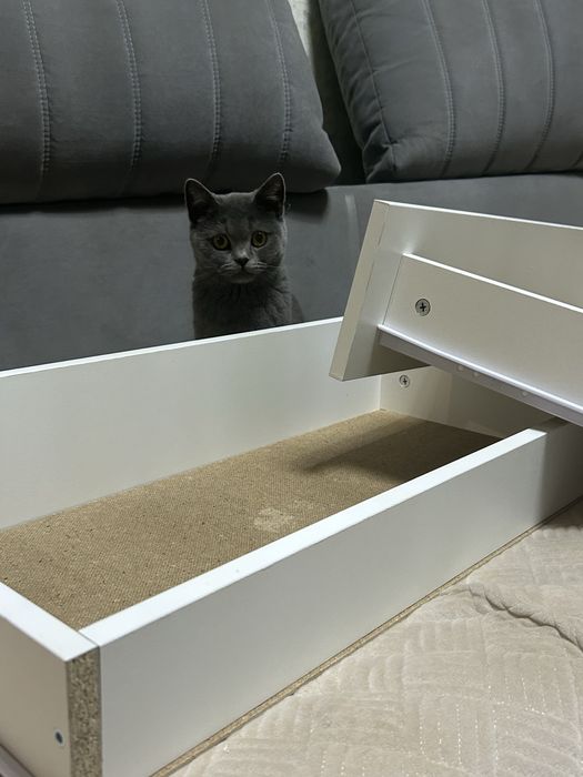 Кошка британская