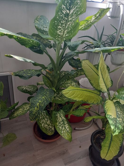 Комнатные  цветы