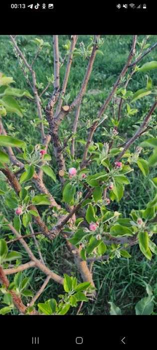 Сад яблоневый Иссык