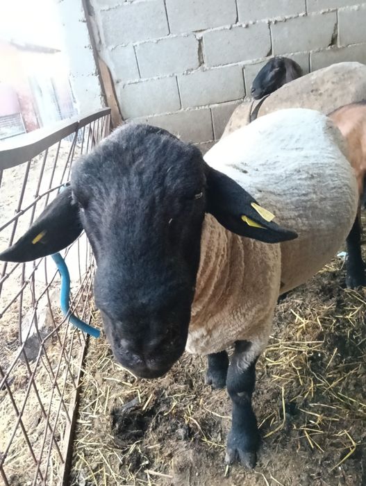 Vand berbec rasa Suffolk  in varsta de 2 ani