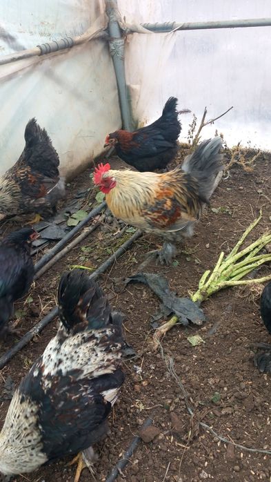 Cocosi pitici  deparazitati si vaccinati