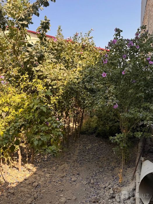 Manzarali kochatlari