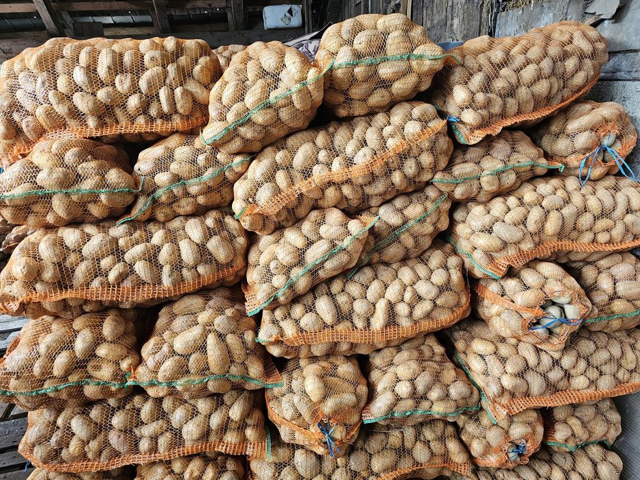 Cartofi de vânzare sat iasi comuna rece