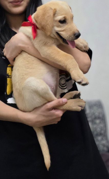 Лабрадор-ретривер