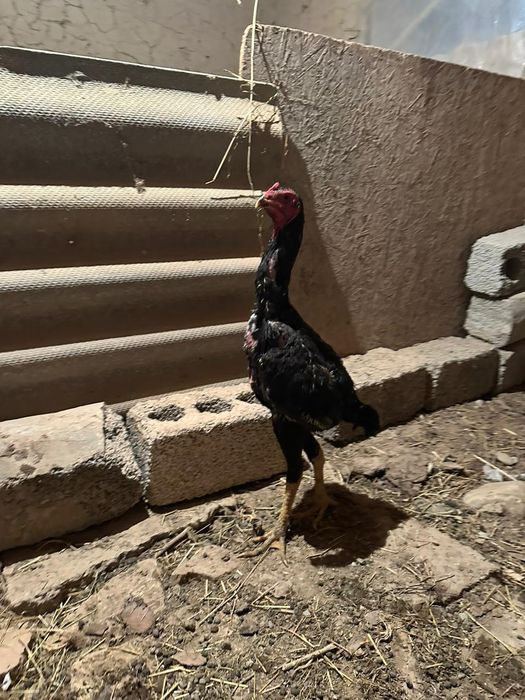 Дакан кораз сатылады