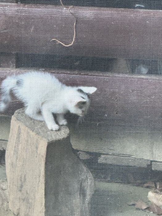 pisici 5 saptamani donat