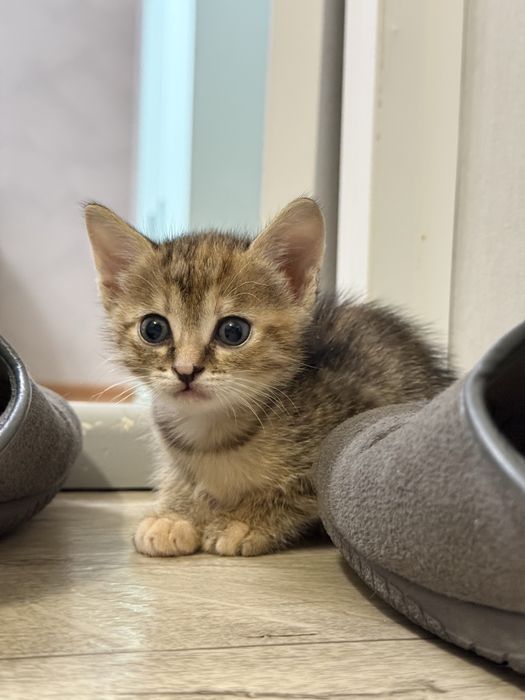 Отдам котят в добрые руки