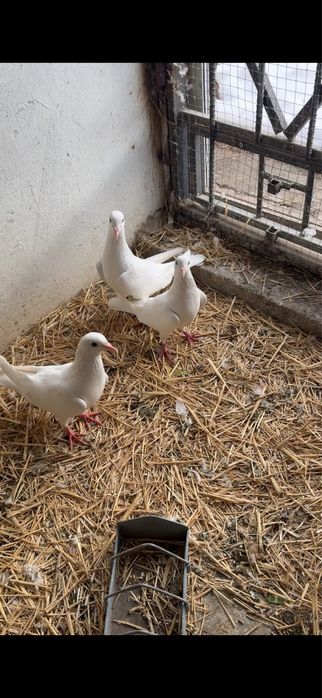 Голуби. Иранские белые