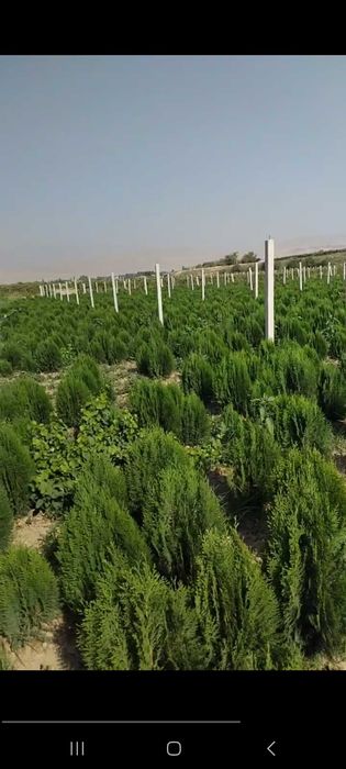 Туя кучатлари сотилади