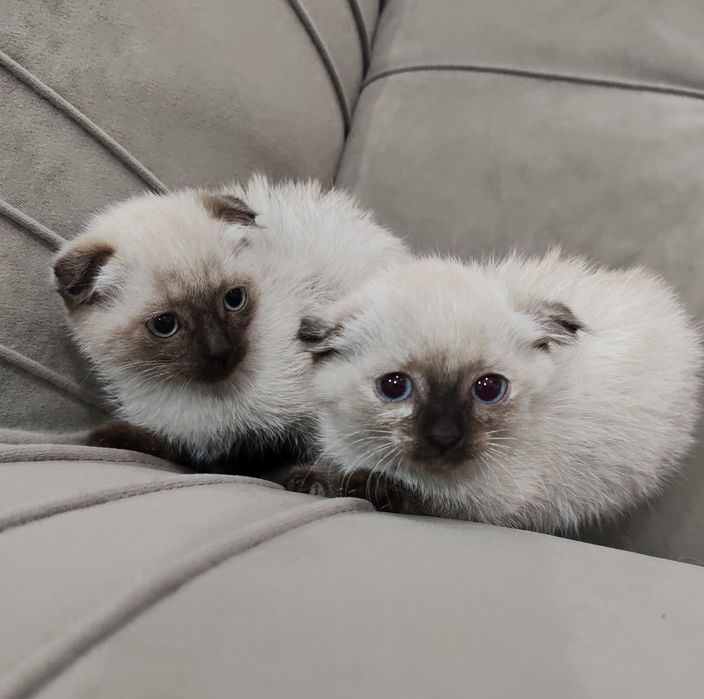Котята вислоухие +сиамский