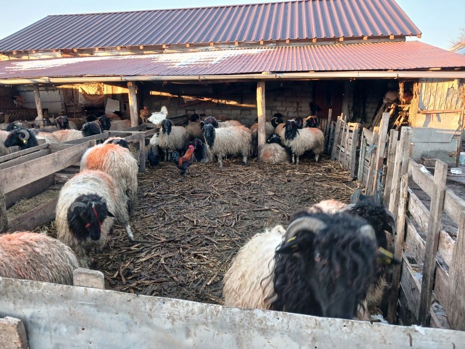 Se vinde Carabase de Brastavatu