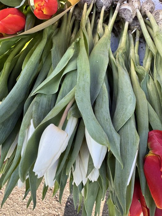 Тюльпаны оптом и в розницу