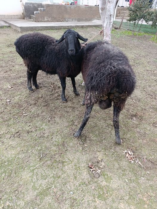 sovluq qoylar sotiladi