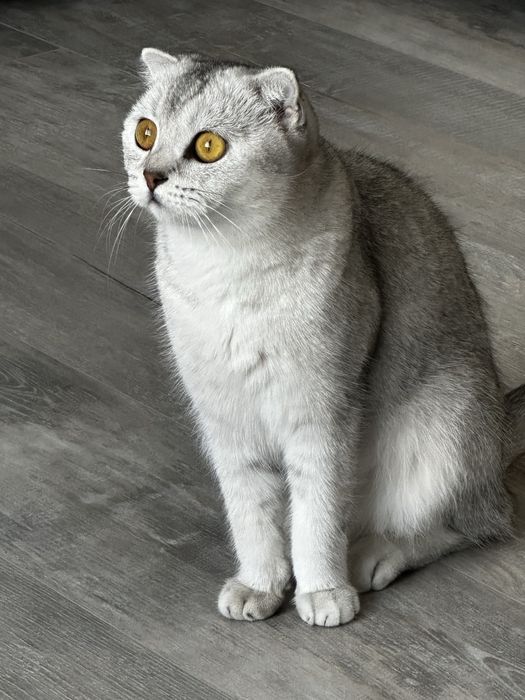 Кошка шотландка, шиншилла.