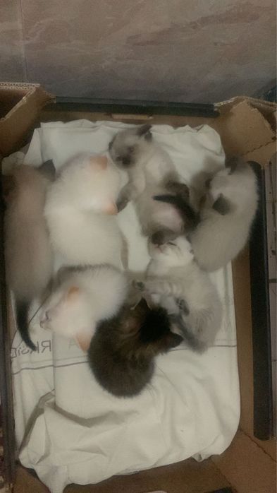 Отдам котят бесплатно