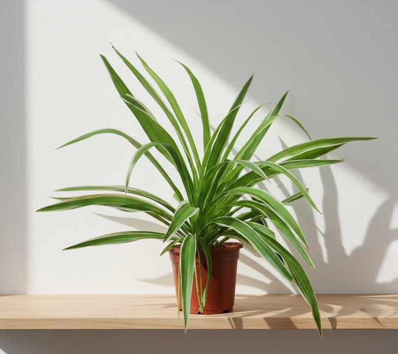 Хлорофитум Очиститель воздуха  Xlorofitum havo tozalagich