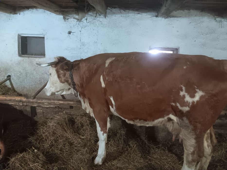 Vând două vaci de abator