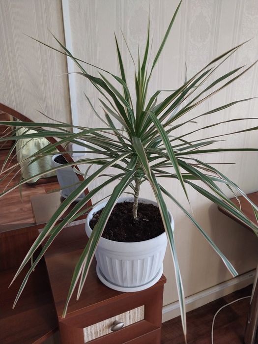 Драцена в новом горшке