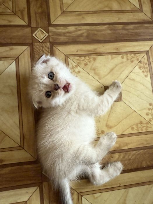 Отдам котят, 2 мальчика и 1 девочка