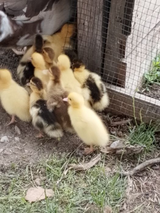 Продам индаутята