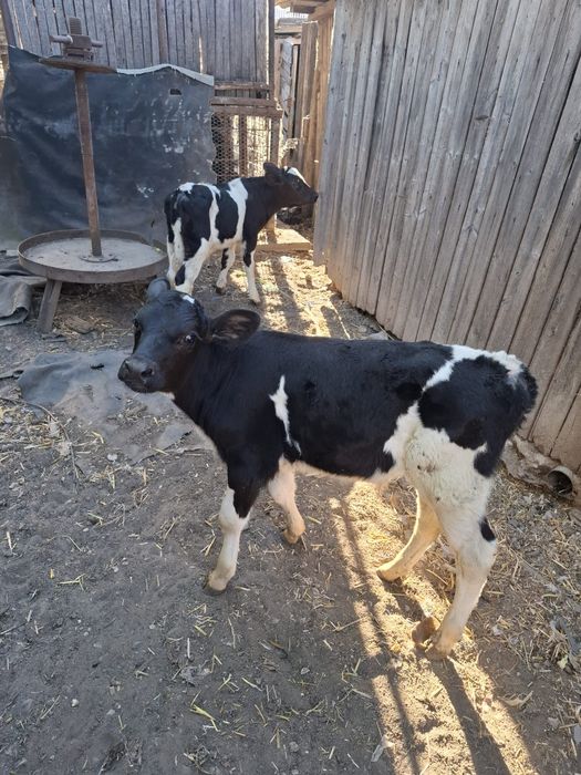 De vânzare vaca cu viței