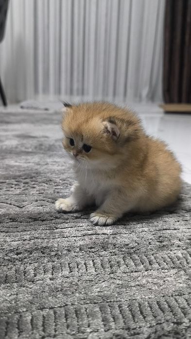 Британско дългокосместо коте