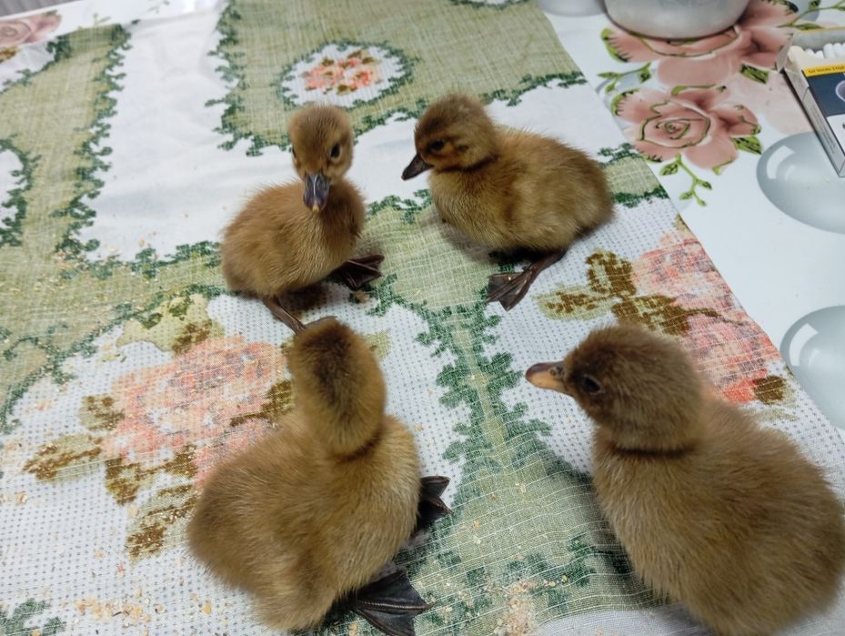 Boboci Kaky Campbell