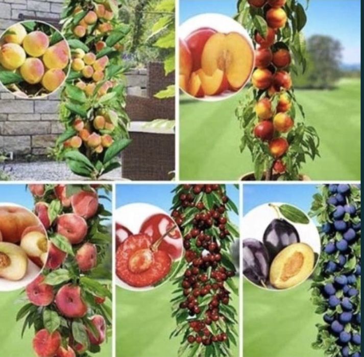 Pomi columnari altoiti rezistent la ger