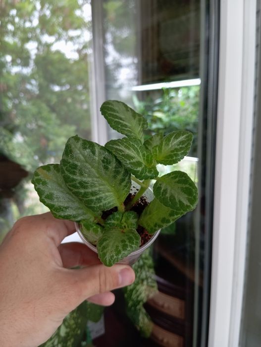 Комнатные  цветы