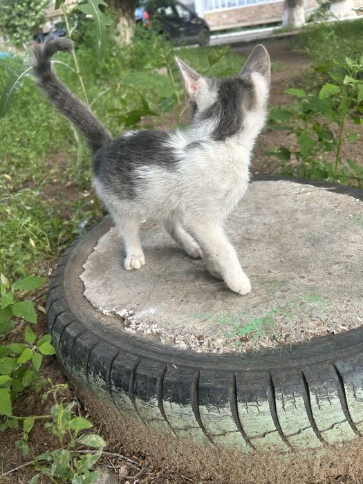 Милый котик мальчик 3 месяца