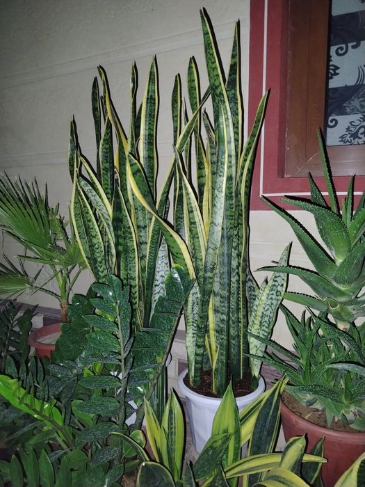 Honaki gullar, gul, гуллар комнатные цветы