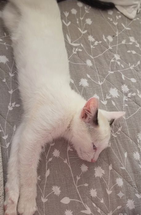 Котенок девочка 2-2.5 ласковая игривая  мес в ответственные руки
