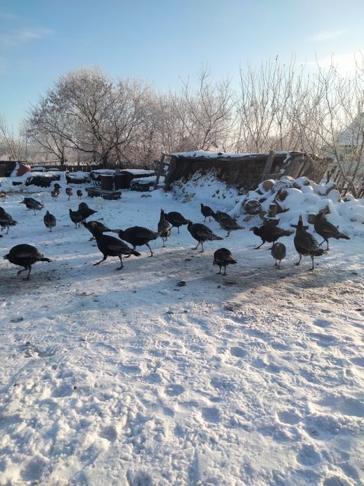 Продам Индюков живыми