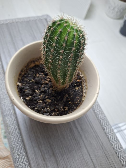 Кактус Ехинопсис