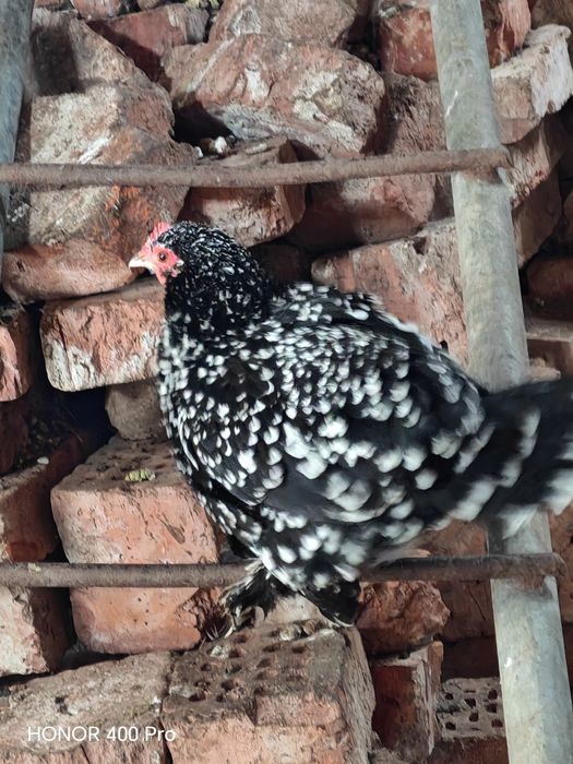 Vând oua mii de flori