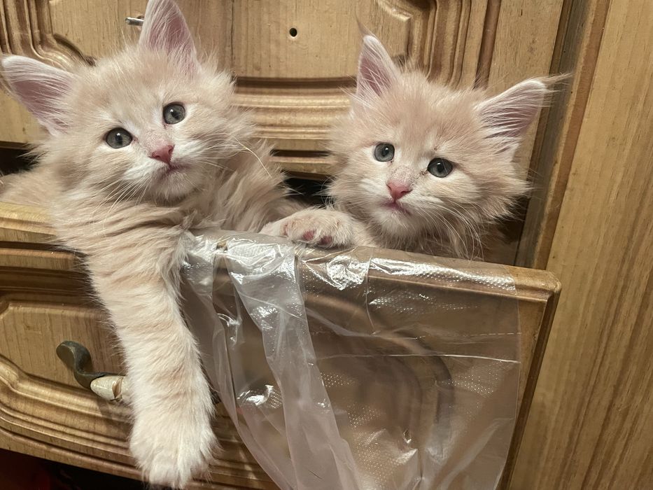 Продаются котята мейн-кун