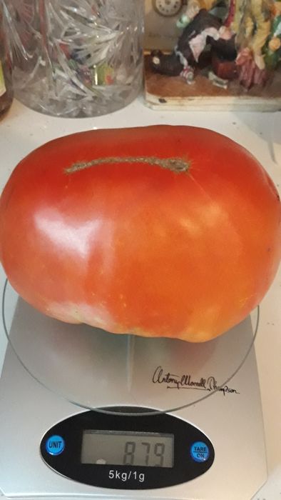 Zarzavat fiert de vanzare