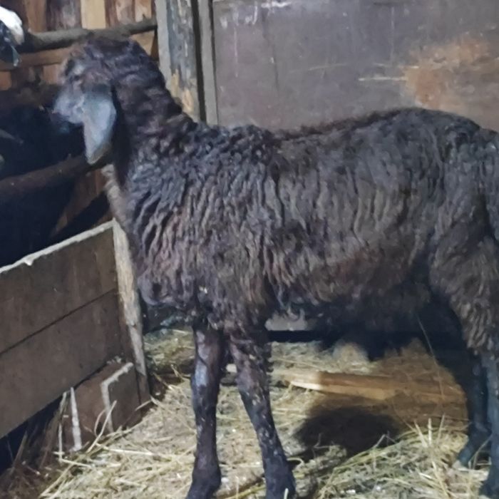 Семиз кой токты сатам