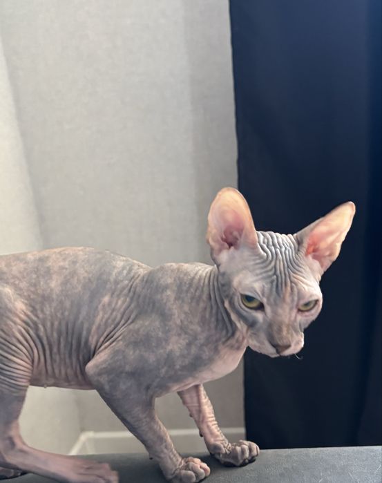 котенок донский сфинкс