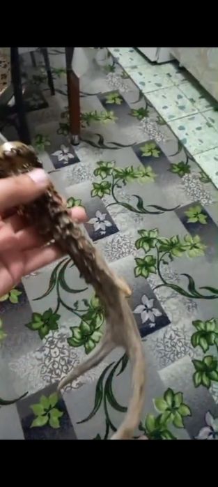 Клапан тепловоза для ножа