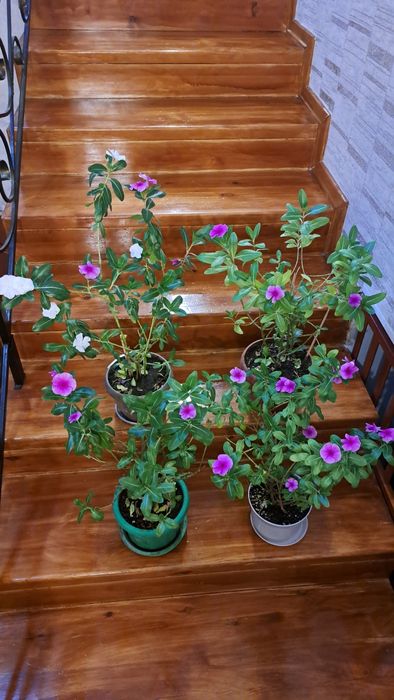 Катарантус  розовый