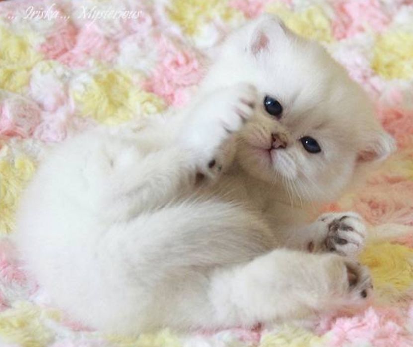 Шиншиллы Британские серебро