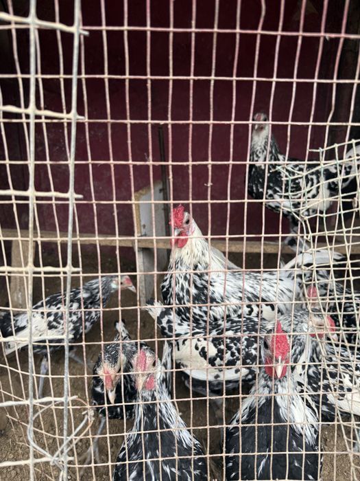 Gamburskiy tovuq xorozlari sotiladi