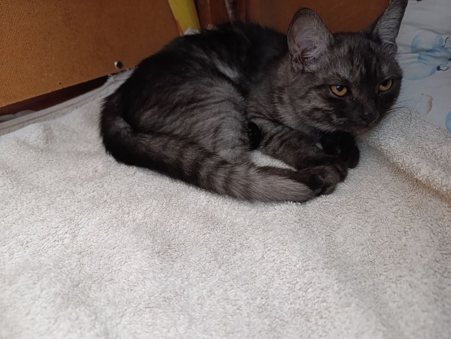 Шотландская девочка прямоухая