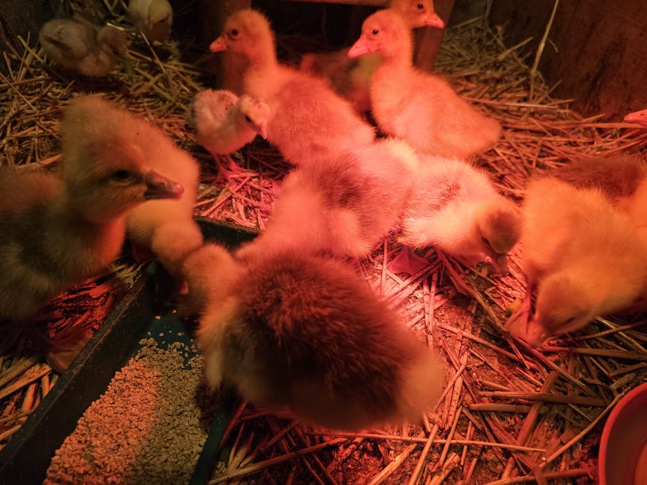 Boboci de Gâscă Românească