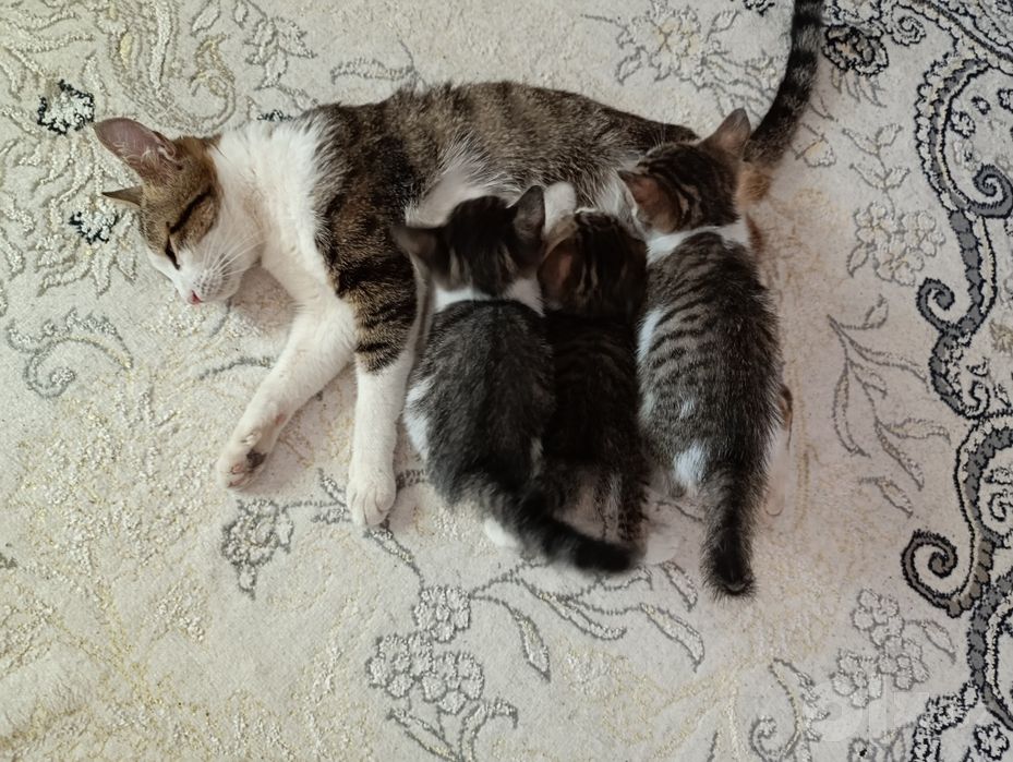 Котята милые бесплатно