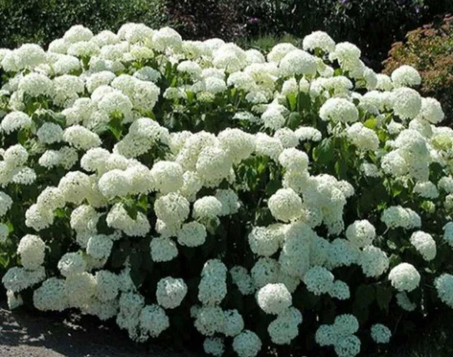 Японска катерлива роза, хортензия, хибискус студоустойчиви